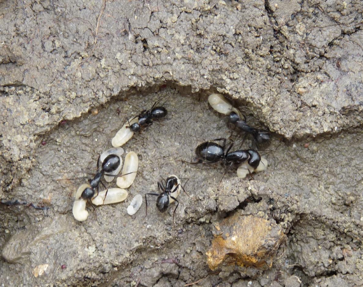 Camponotus aethiops (Formicidae)